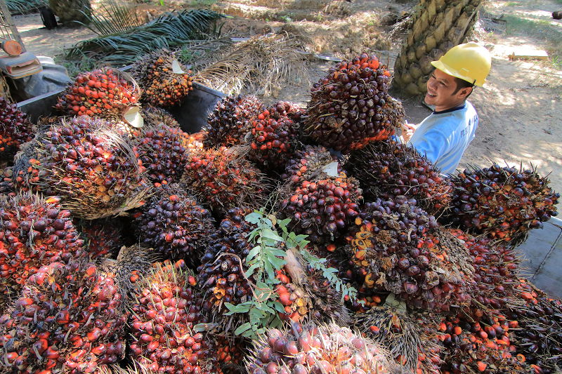 KP BERKAH: Harga TBS kelapa sawit kembali meroket pada periode 16-31 Desember 2024, menyentuh level Rp 3.364,79 per kilogram.