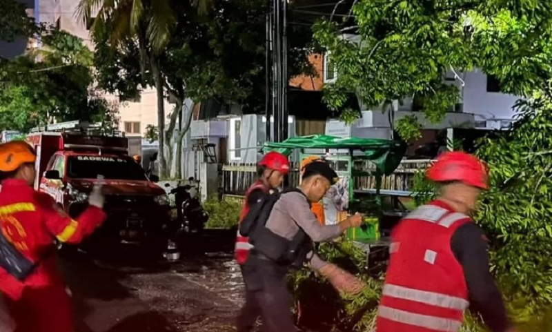 ISTIMEWA GANGGU LALU LINTAS: Kurang lebih dua jam proses evakuasi pohon besar tumbang dilakukan tim gabungan.