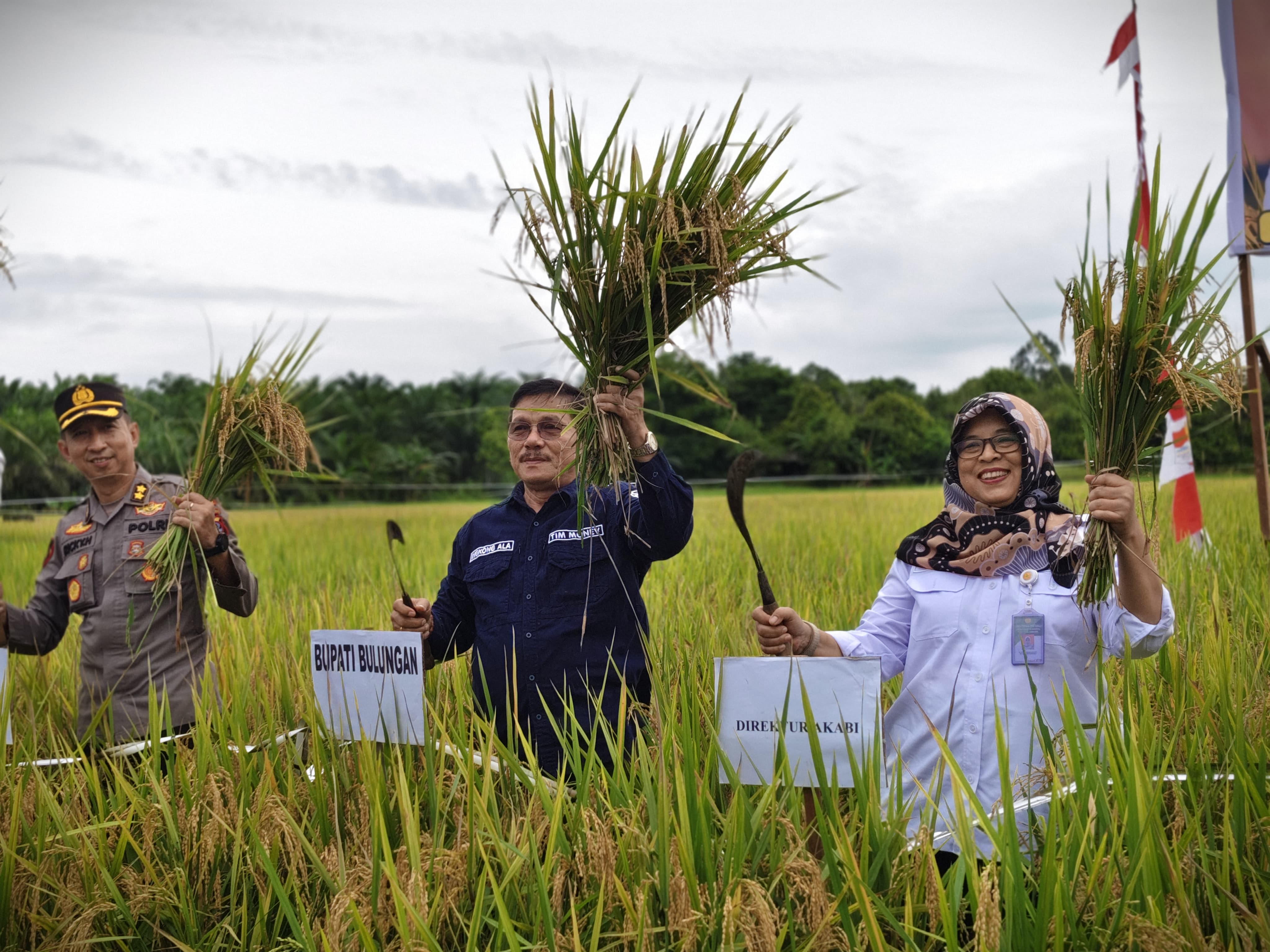 PIJAI/RADAR TARAKAN PANEN PADI: Poktan Harapan Baru pesta panen padi di Desa Karang Agung, Kecamatan Tanjung Palas Utara, Bulungan.