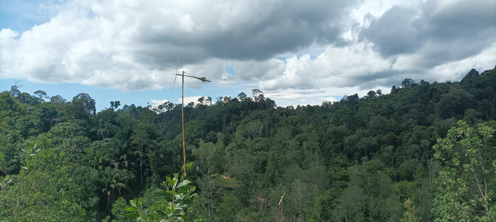 AGUS DIAN ZAKARIA/RADAR TARAKAN ADA KONSEKUENSI: Salah satu kawasan hutan lindung yang ada di Tarakan.