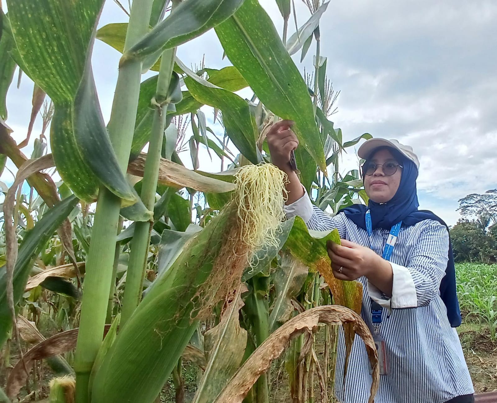 AGUS DIAN ZAKARIA/RADAR TARAKAN SUBUR : Penampakan jagung tanaman petani Tarakan yang siap panen.