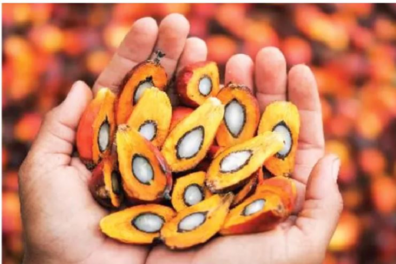 ILUSTRASI BUAH SAWIT: Limbah cair pabrik sawit bernilai ekonomi tinggi jika dikelola dengan baik.