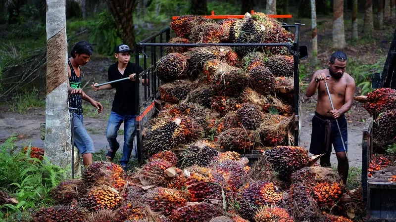 DOK/KP FAKTOR INTERNAL: Terjadi penurunan harga minyak kelapa sawit mentah dan inti sawit di hampir seluruh perusahaan sumber data membuat harga TBS ikut melandai.