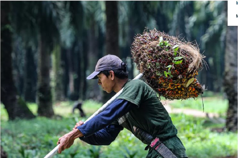 ISU PHK: Pekerja melakukan bongkar muat kelapa sawit di Bogor, Jawa Barat. (Salman Toyibi/Jawa Pos)