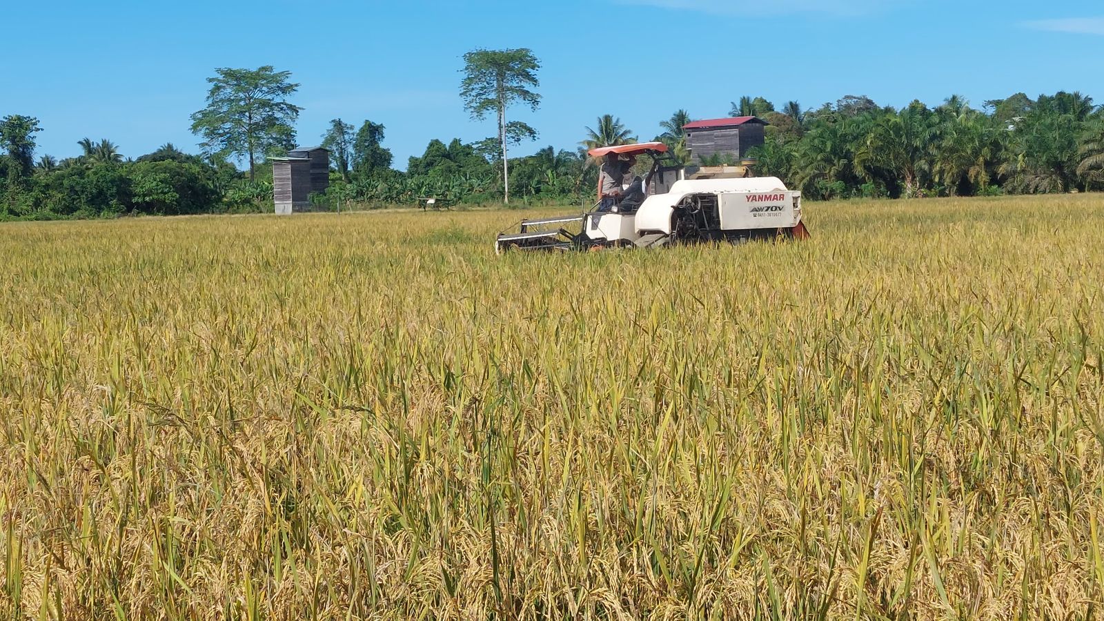 KET FOTO : INTESIFIKASI : 8.000 hektare lahan di Bulungan akan di intensifikasi tahun ini.
