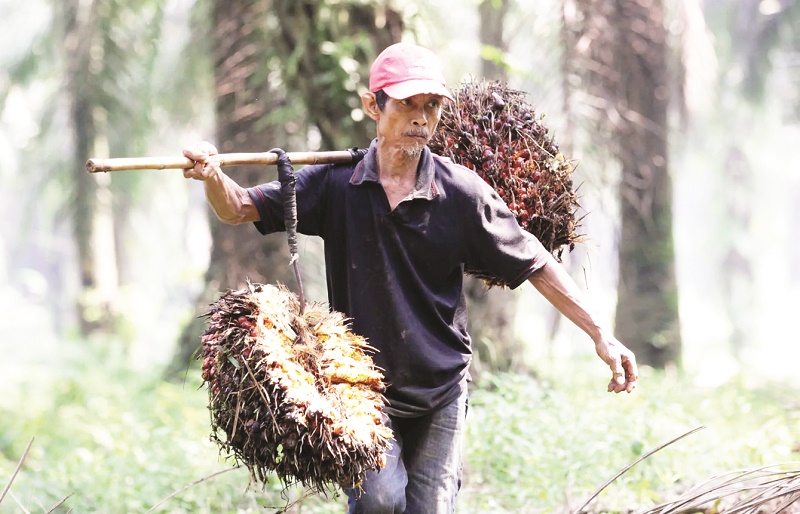 HARGA NAIK: Kenaikan harga TBS dipicu meningkatnya harga CPO dan kernel. FOTO:DOK/KP