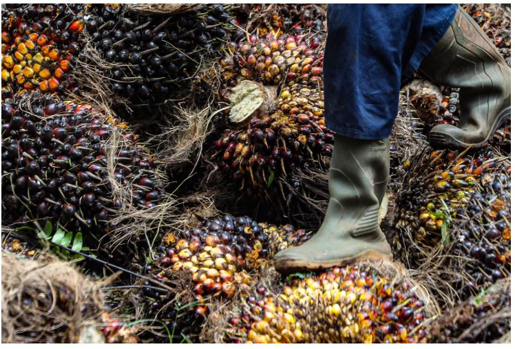PRODUKSI: Pekerja melakukan bongkar muat kelapa sawit di Bogor.