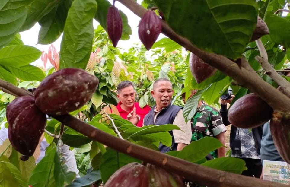 KOMODITAS UNGGULAN: Pengembangan kakao menjadi fokus Pemda Bulungan tahun ini.