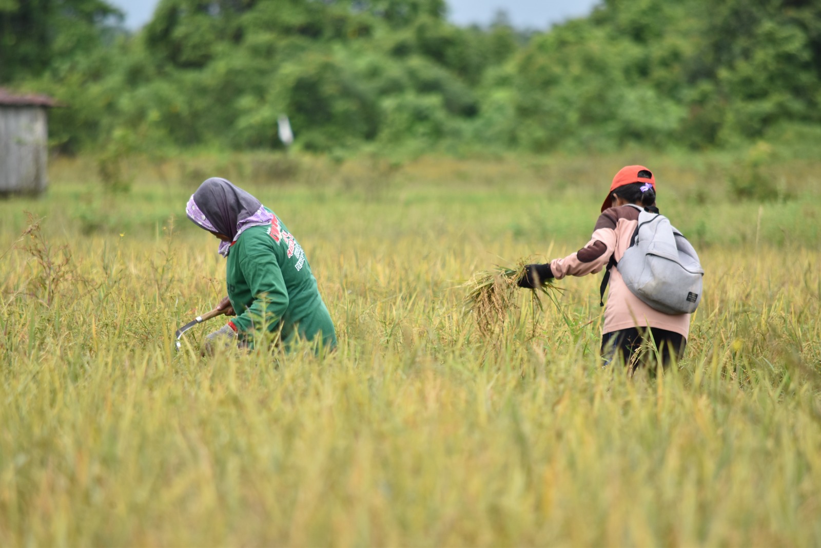 PETANI PANEN: Seorang petani di Sajau Hilir saat memanen padi di Sawah.