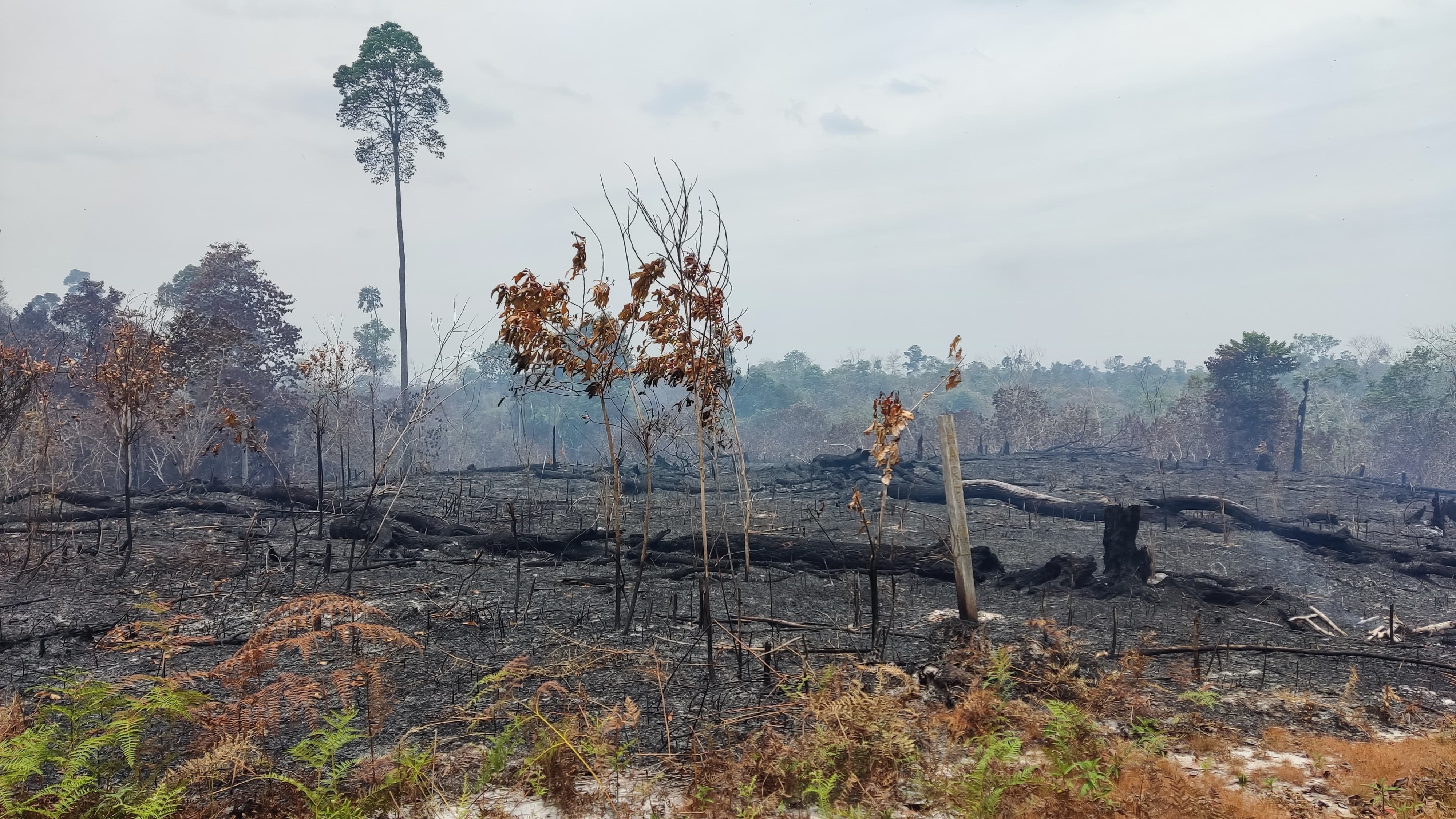 KAWASAN: Salah satu titik kebakaran di Bulungan tahun 2024 lalu. FOTO: DOK RADAR TARAKAN