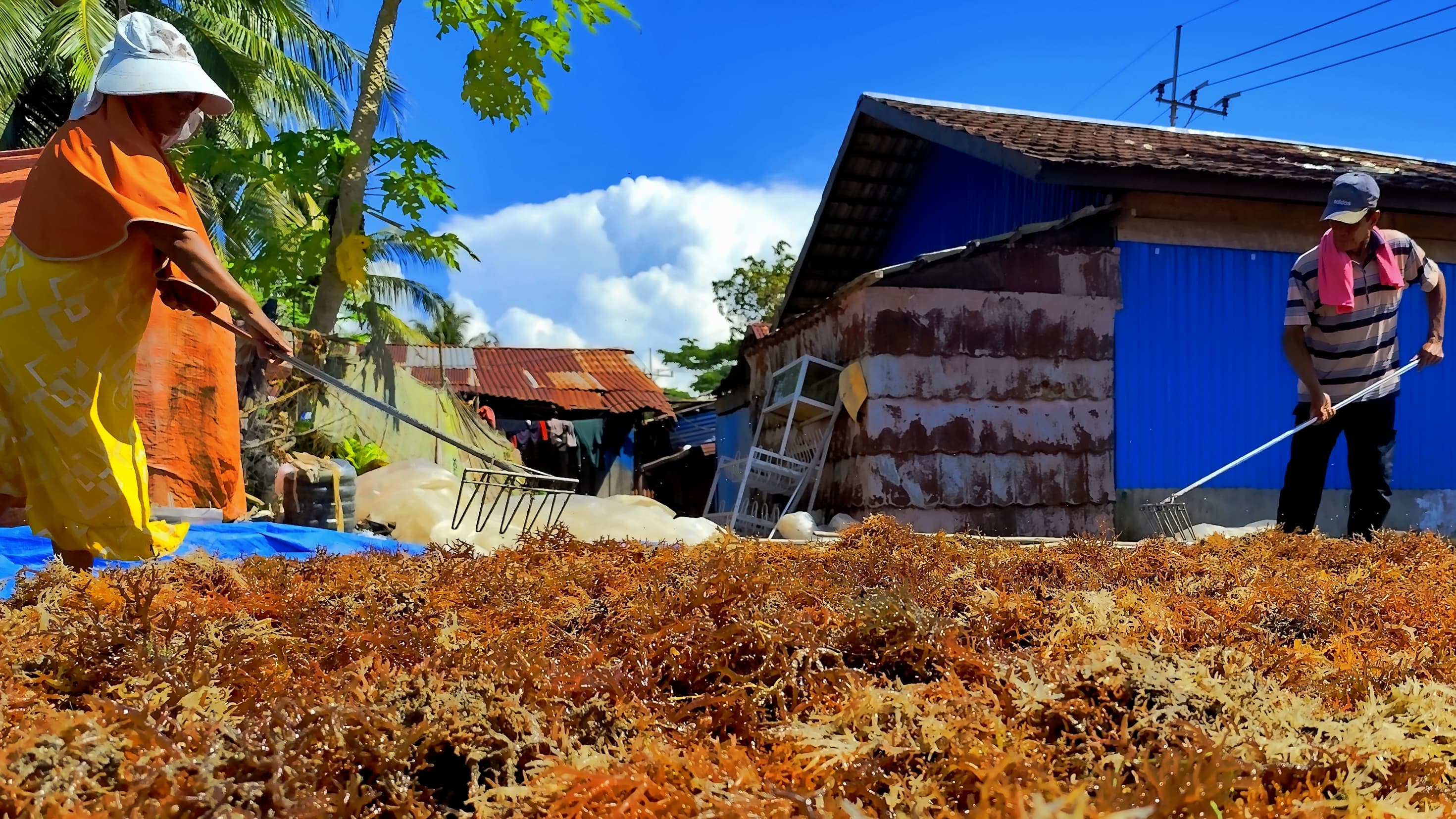 RUMPUT LAUT: Aktivitas Pembudidaya Rumput Laut, di Tarakan. FOTO:&nbsp;NATANAEL/RADAR TARAKAN