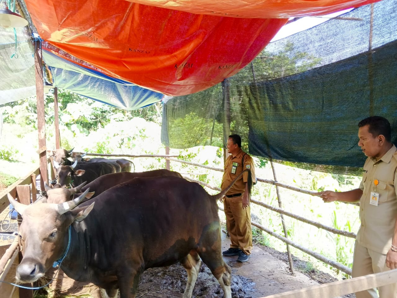 HEWAN KURBAN: DPPP Tana Tidung lakukan pengawasan hewan kurban sapi di Tideng Pale. FOTO: SOPIAN/RADAR TARAKAN