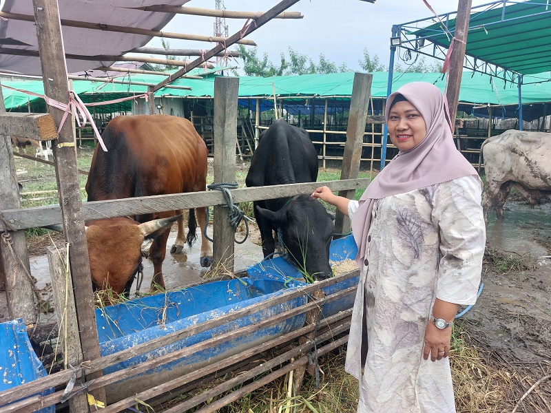 SAPI BESAR: Jenis sapi besar yaitu simmental, limosin dan brahman jadi primadona masyarakat untuk dijadikan hewan kurban.FOTO: KP