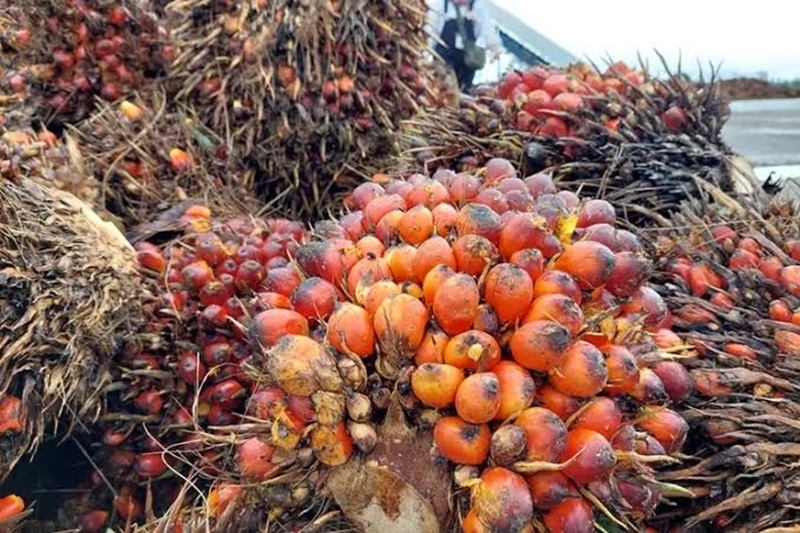 SAWIT: Sejumlah TBS kelapa sawit menumpuk di lokasi pengumpulan hasil panen.