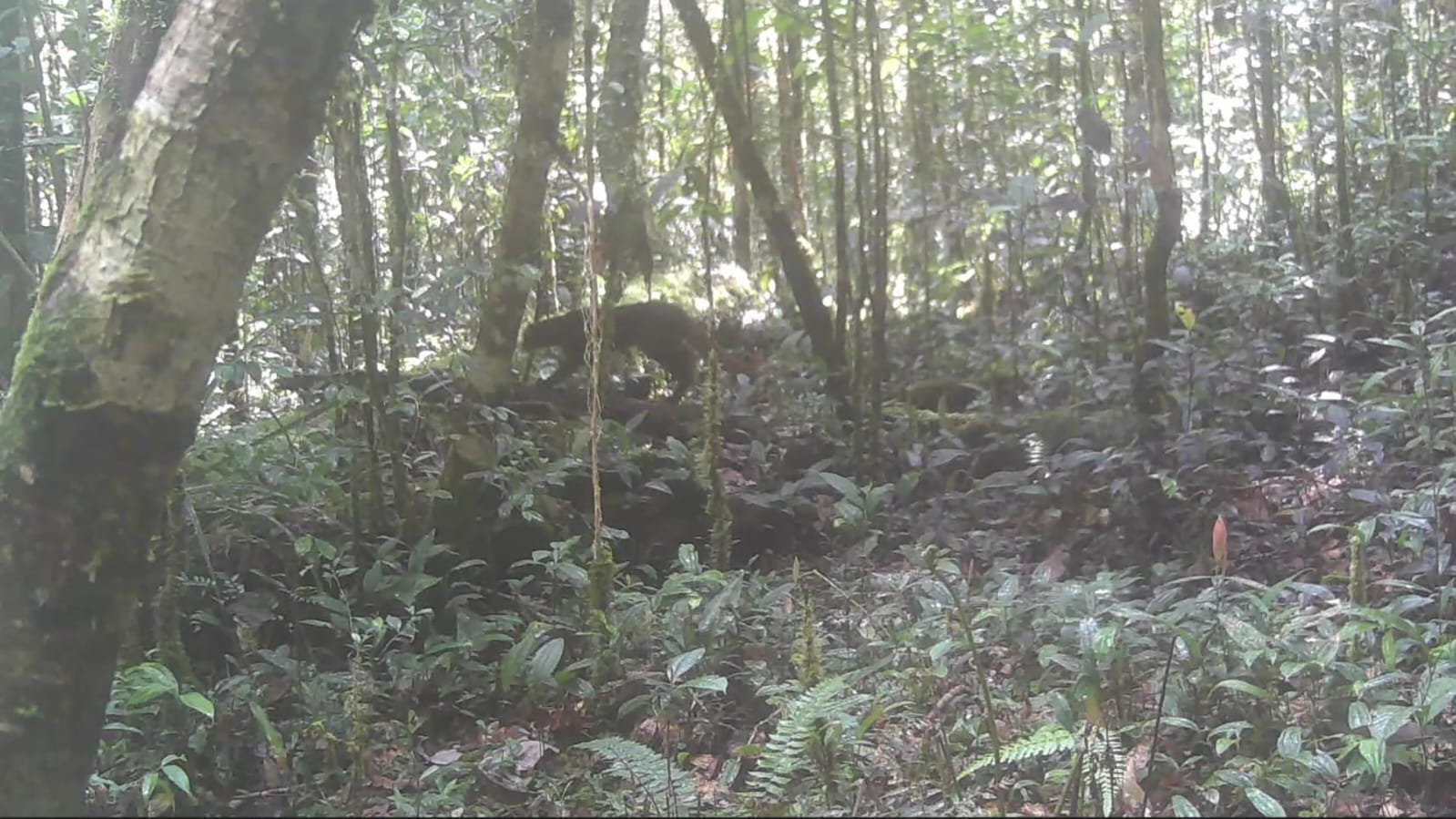 LANGKAH: Screenshot Kucing Merah Satwa Endemik Kalimantan dari Kamera Trap TNKM. FOTO:&nbsp;TNKM/RADAR TARAKAN