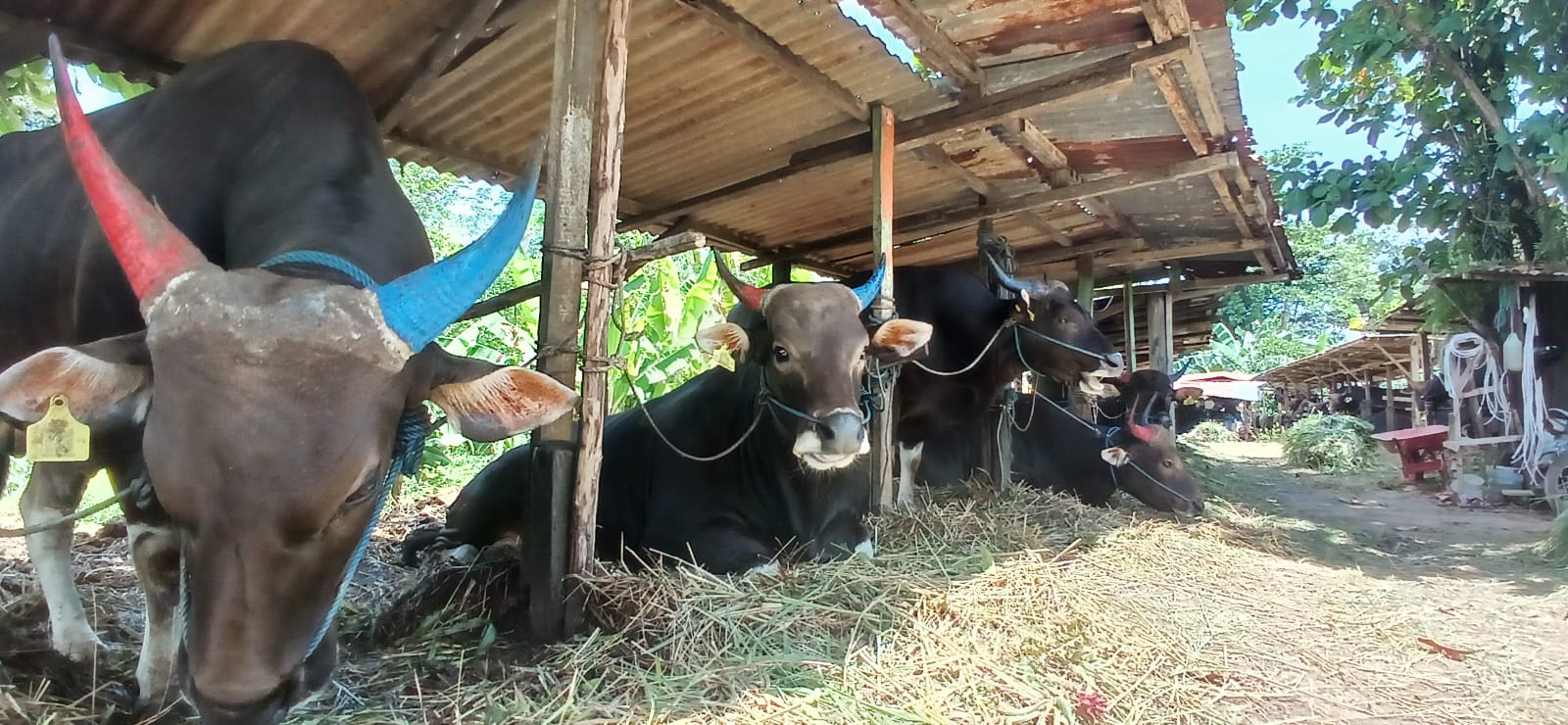 ILUSTRASI: Salah satu tempat penjualan sapi di Tarakan. AGUS DIAN ZAKARIA/RADAR TARAKAN