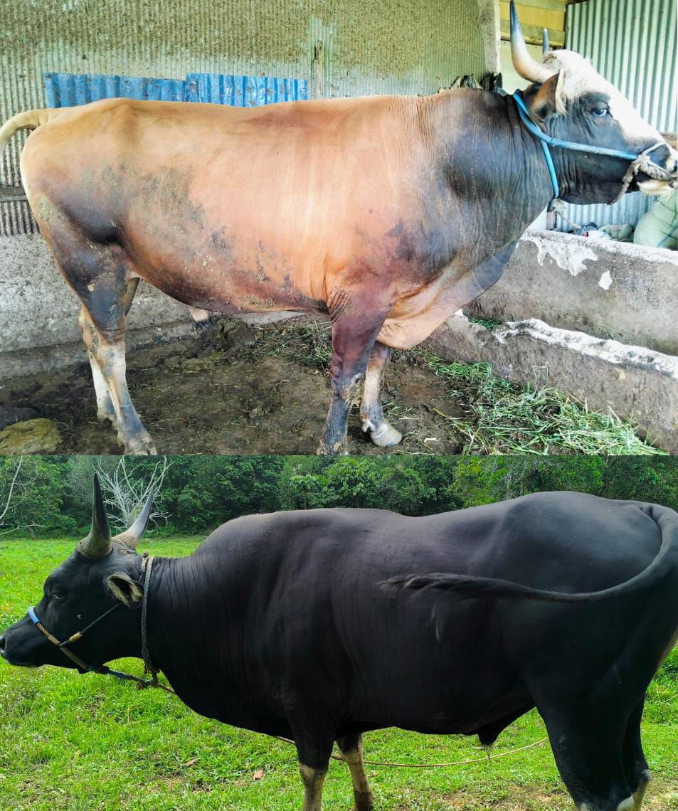 DOK DKPP NUNUKAN SAPI KURBAN: Dua sapi kurban telah disiapkan Pemkab Nunukan yang merupakan bantuan dari Presiden RI, Prabowo Subianto.