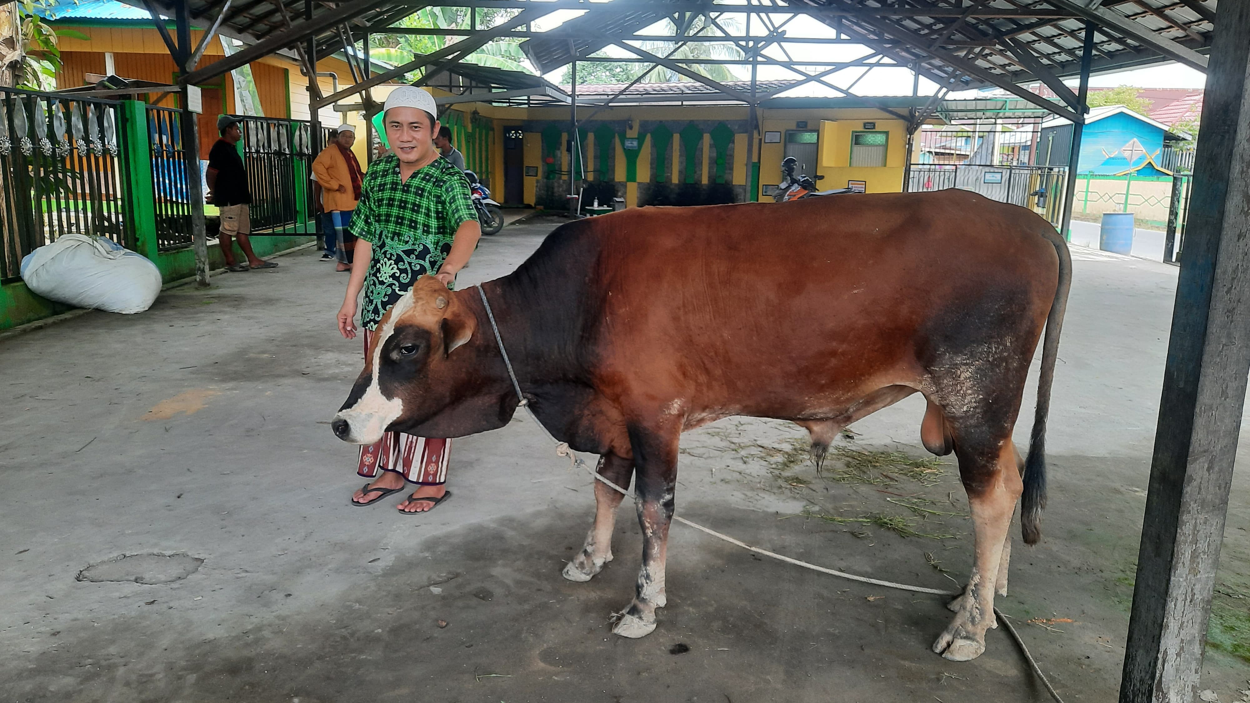 PENYERAHAN: Proses penyerahan Sapi kurban dari Pemkab Malinau kepada Masjid di Malinau. FOTO:&nbsp;DIPA/RADAR TARAKAN