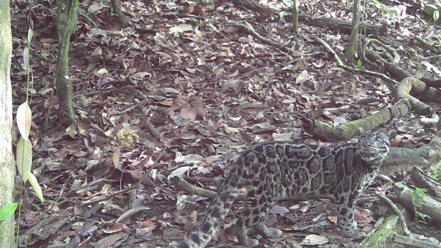 BTN KAYANG MENTARANG LANGKA: Macam Dahan Kalimantan yang tertangkap Camera Trap oleh Tim TNKM.