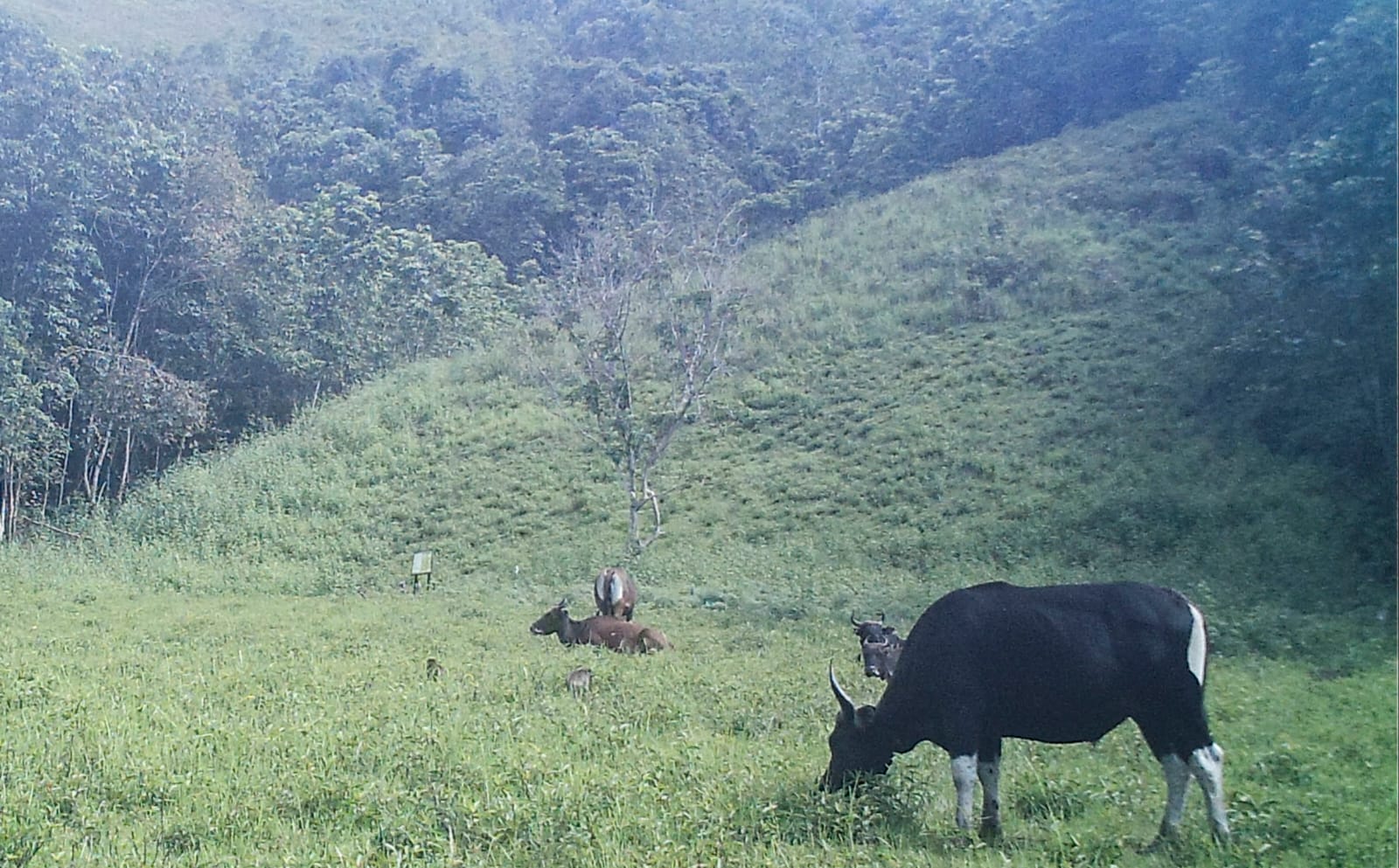BTN KAYAN MENTARANG UNIK:Populasi Banteng Kalimantan di kawasan Padang Savana Long Tua.
