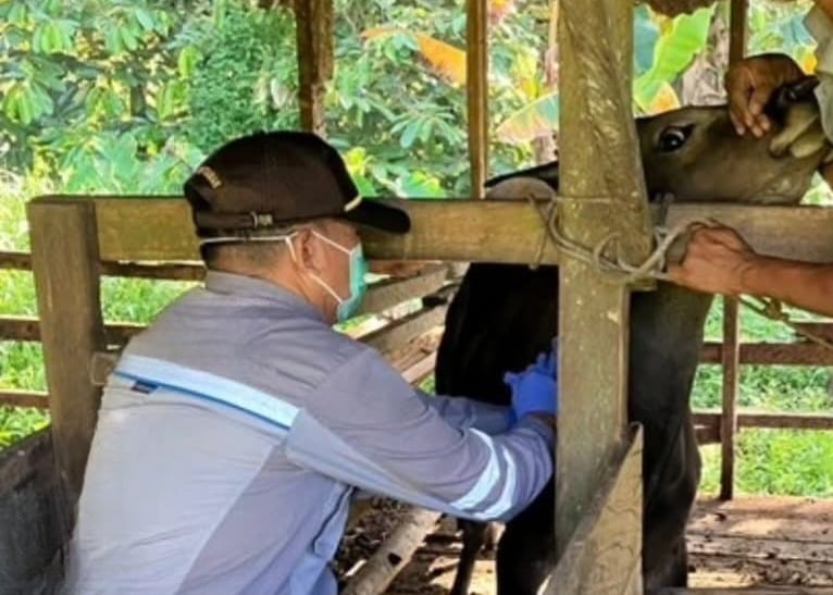 AMBIL SAMPEL : Petugas BKHIT Kaltara saat mengambil sampel serum darah sapi di salah satu peternakan di Bulungan.
