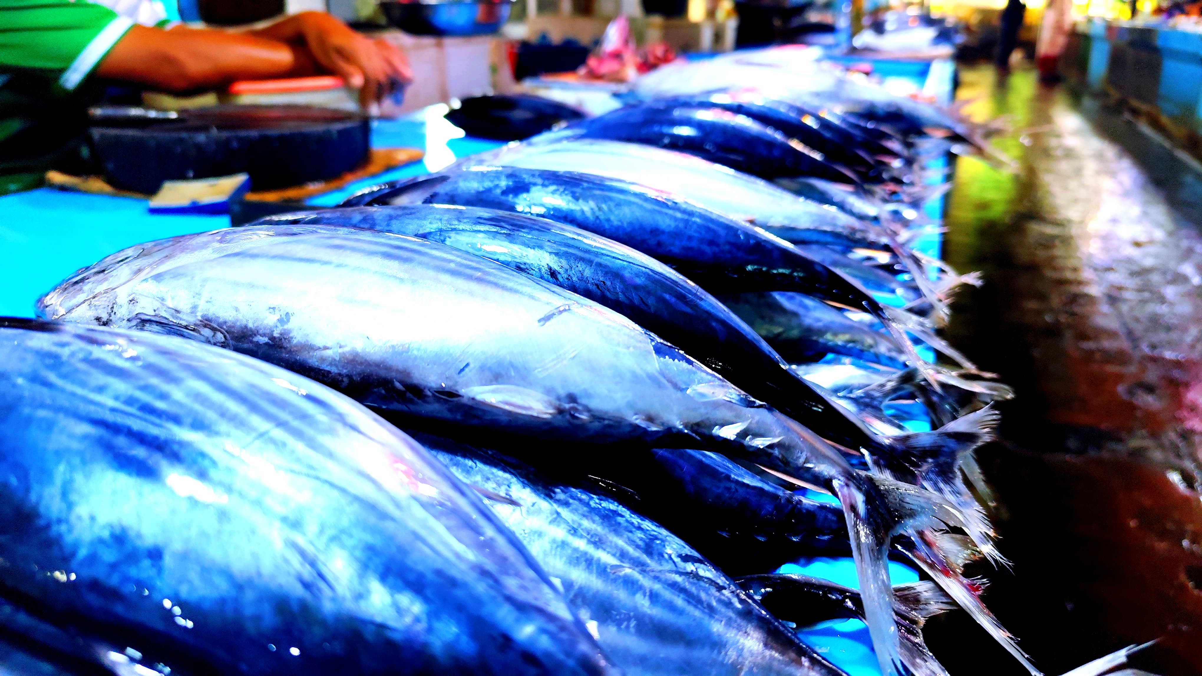 BERKURANG: Ikan tongkol di Pasar GusherFOTO:&nbsp;NATANAEL/RADAR TARAKAN.&nbsp;