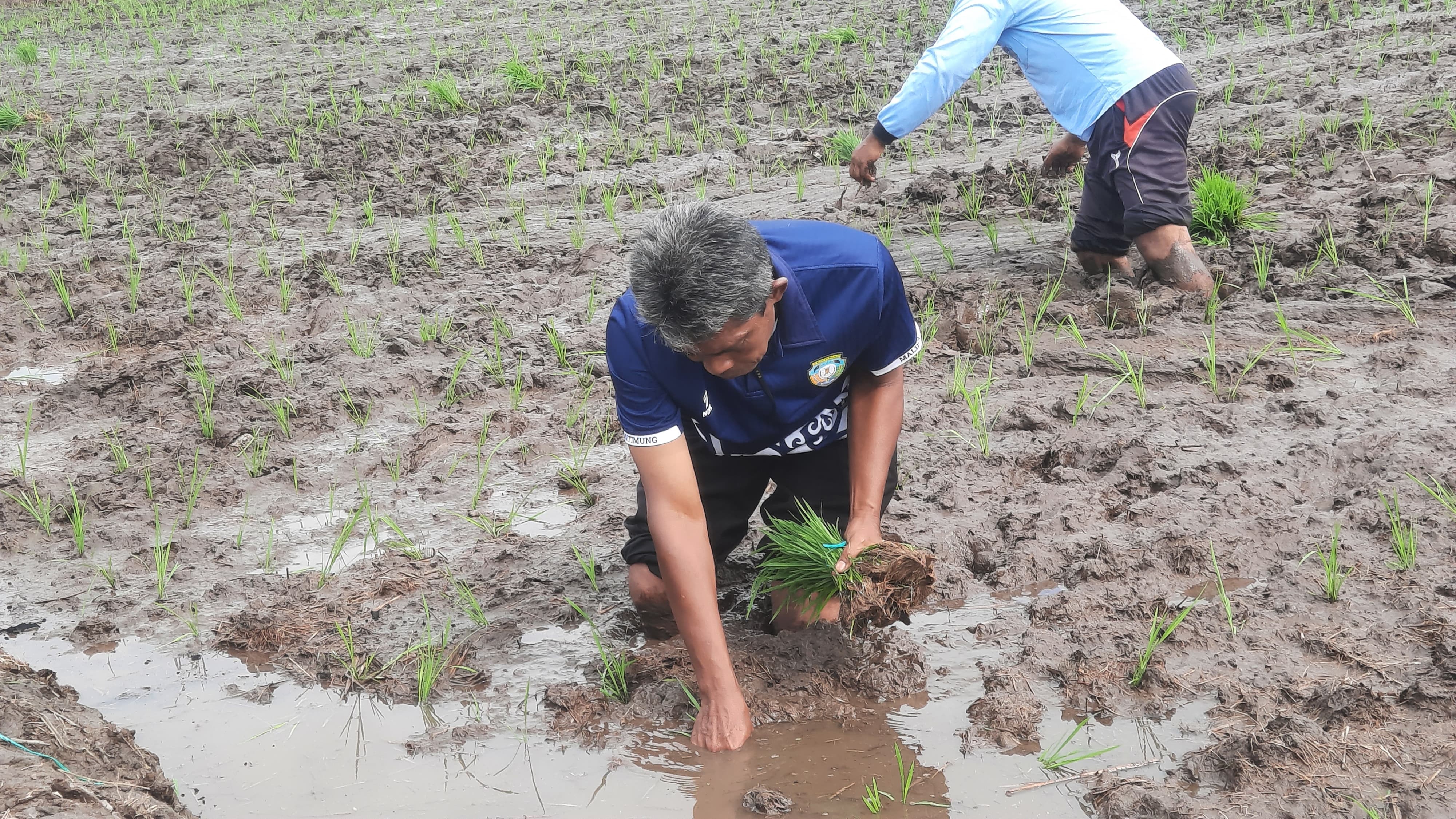 PESAT: Satgas Pesat saat melakukan penanaman padi pada area lahan yang dikelola Dinas Pertanian.FOTO:&nbsp;DIPA/RADAR TARAKAN