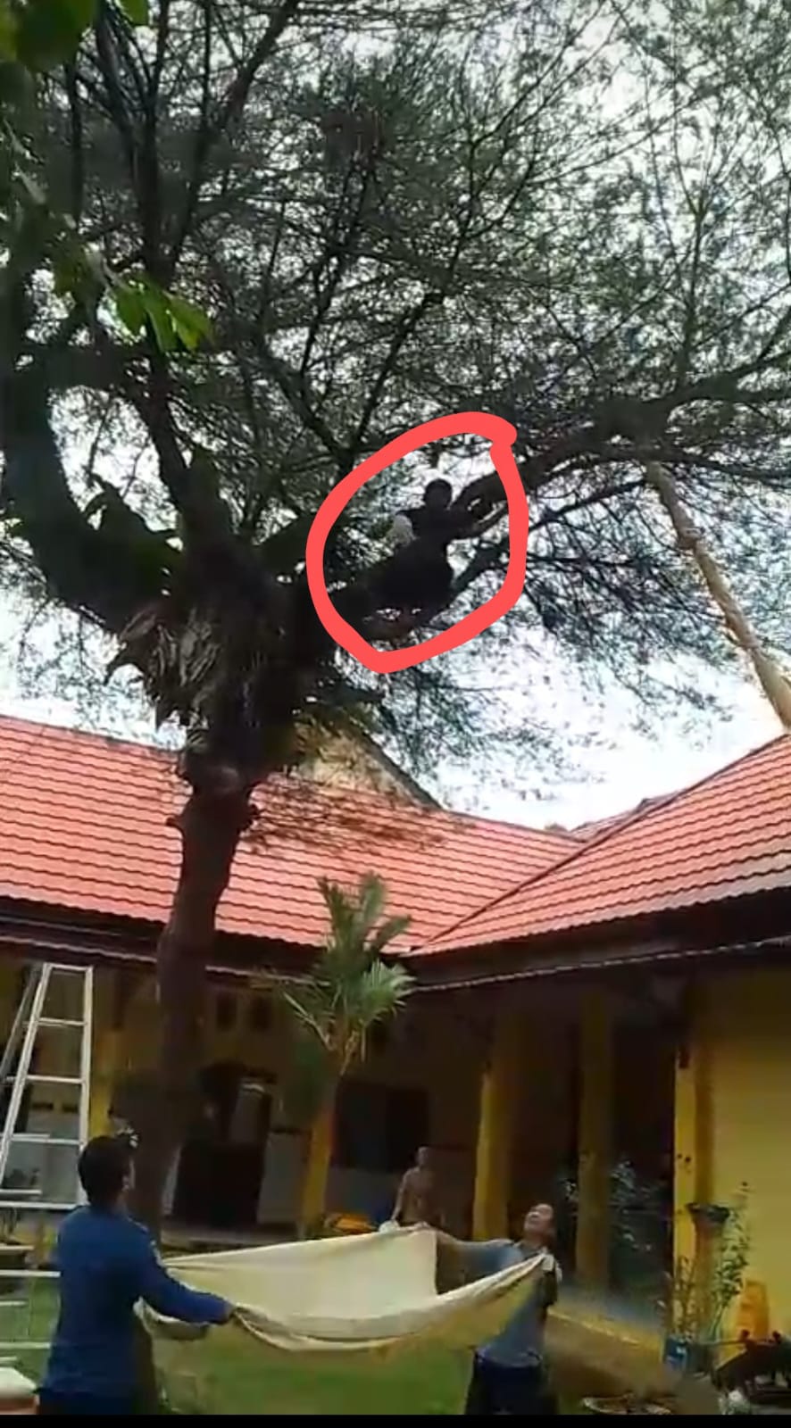&lrm;BERI PERTOLONGAN: Petugas Damkar mengevakuasi seekor kucing yang tak bisa turun. FOTO:IST