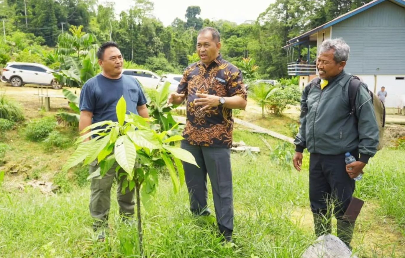 PENOPANG EKONOMI : Komoditas kakao dikembangkan di Bulungan