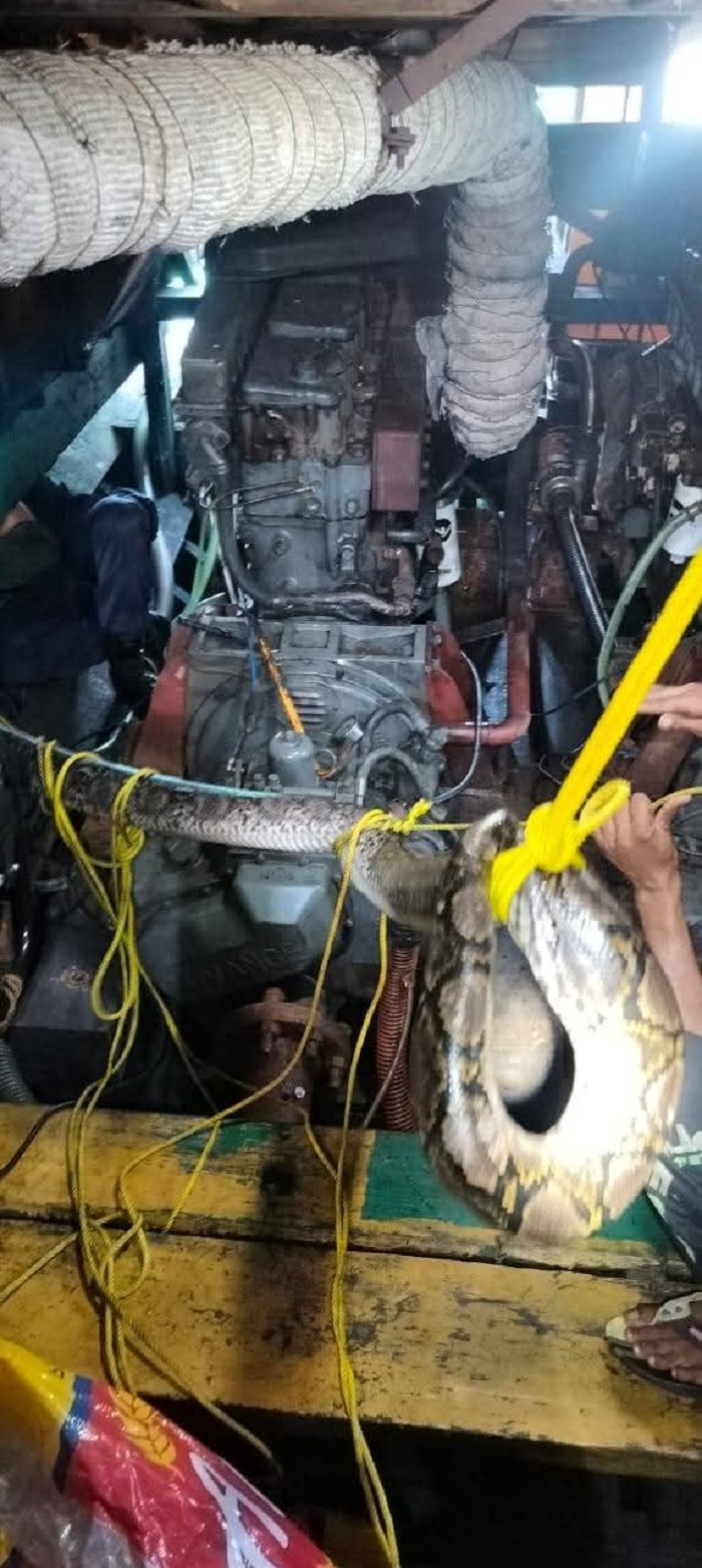 DOK DISDAMKARTAN  EVAKUASI ULAR: Ular sepanjang 3.5 meter yang masuk ke mesin kapal, baru bisa dikeluarkan setelah 2 jam