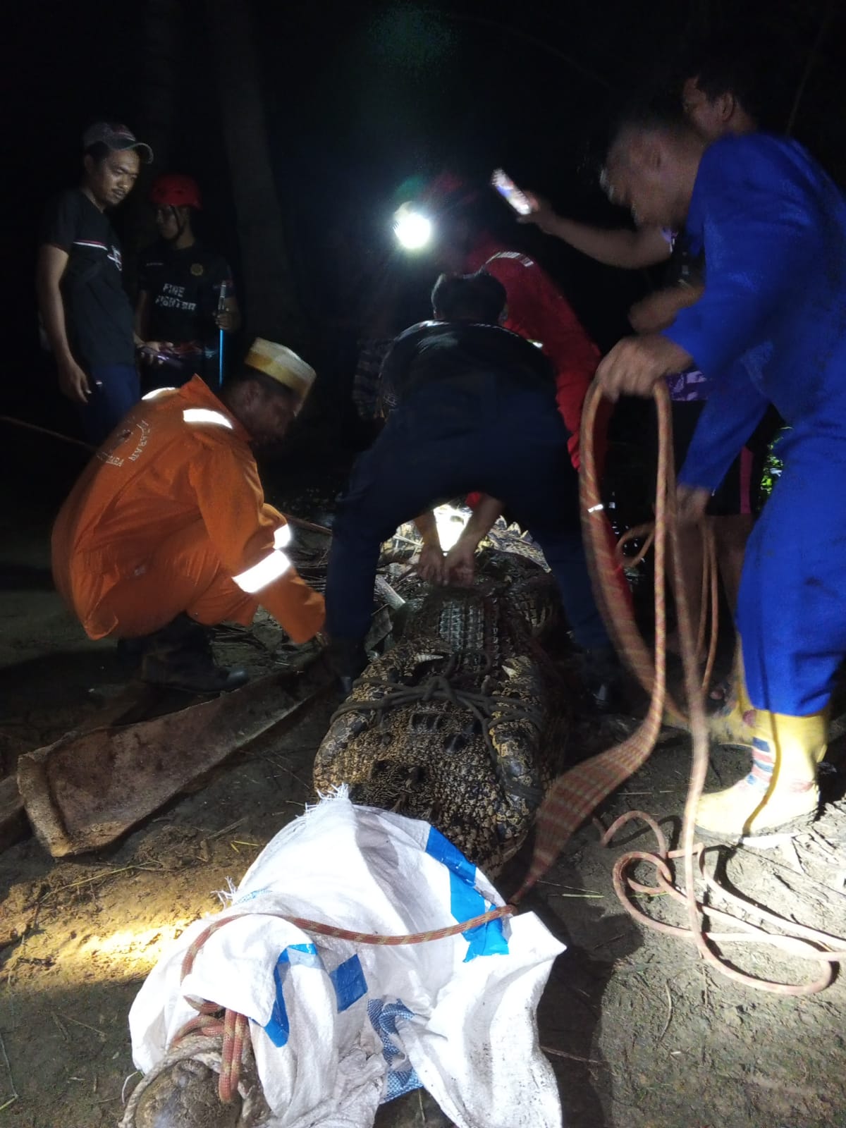 DOK DISDAMKARTAN EVAKUASI BUAYA: Buaya sepanjang 3 meter berhasil dievakuasi dari pemukiman warga dan dikembalikan ke habitatnya