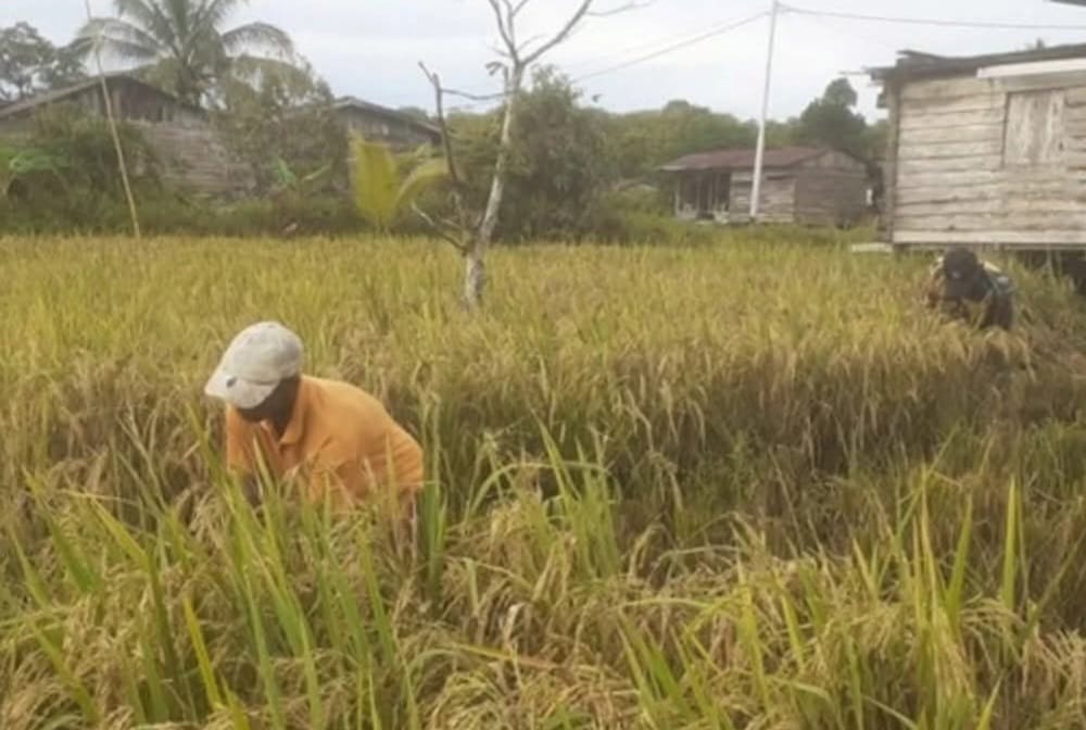 PANEN PADI : Tampak seorang petani di Bulungan memanen padi hasil oplah