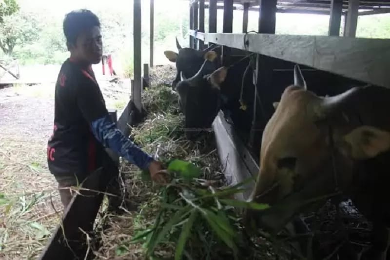 PETERNAKAN : Seorang peternak di Bulungan memberikan pakan sapi.