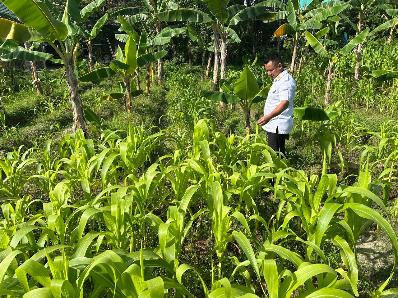 ELIAZAR/RADAR TARAKAN PERTANIAN: Sektor pertanian menjadi salah satu andalan Lapas Tarakan untuk memperkuat kemandirian pangan dan pembinaan keterampilan bagi warga binaan