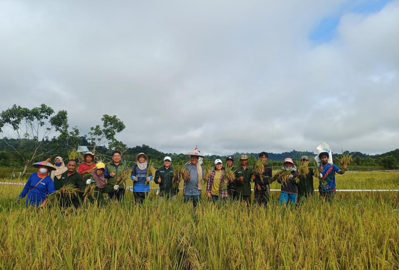 DIPA/RADAR TARAKAN PESAT: Tim Satgas Pesat saat melaksanakan panen padi di Malinau utara