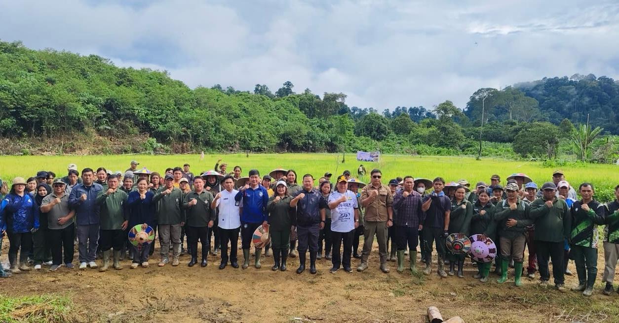 DIPA/RADAR TARAKAN PESAT: Sekda Malinau, Ernes Silvanus dan Tim Satgas Pesat saat melaksanakan panen padi di Malinau utara