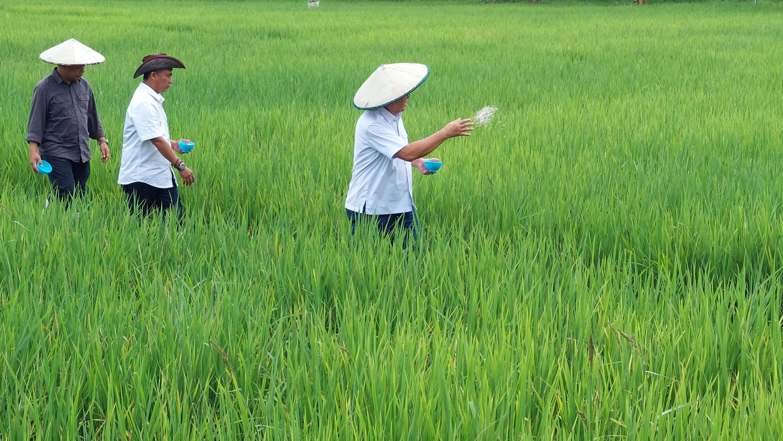 DIKEMBANGKAN: Kawasan persawahan yang terebar di wilayah Bulungan