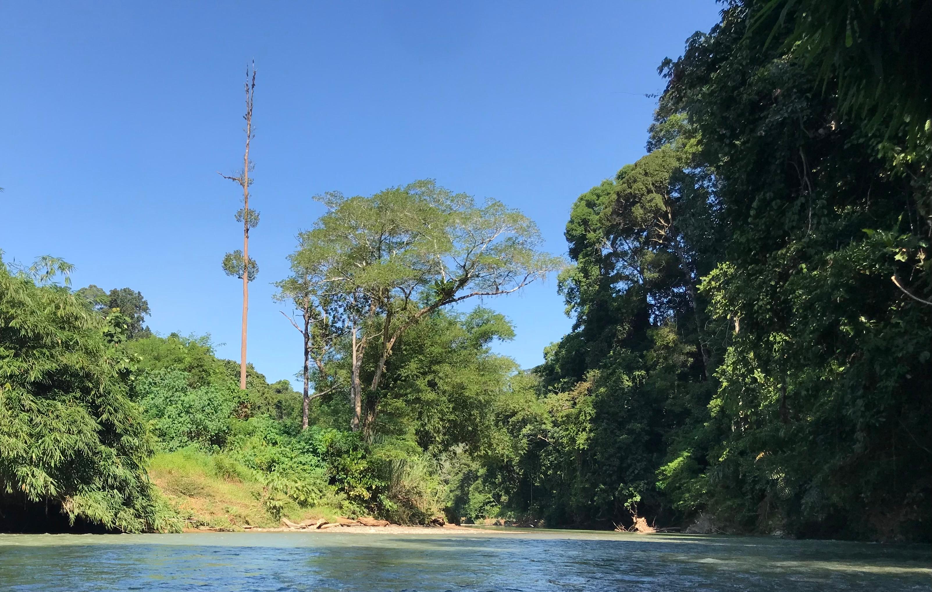 DIPA/RADAR TARAKAN ILUSTRASI: Hutan Sembuak Warod dan Sungai Gita Kabupaten Malinau, Kaltara