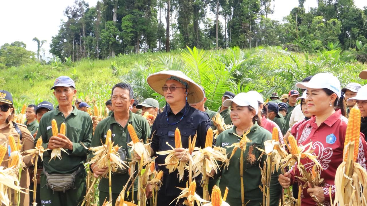 PANEN: Bupati Malinau Wempi W.Mawa bersama Satgas Pesat melakukan panen jagung bersama FOTO:DIPA/RADAR TARAKAN