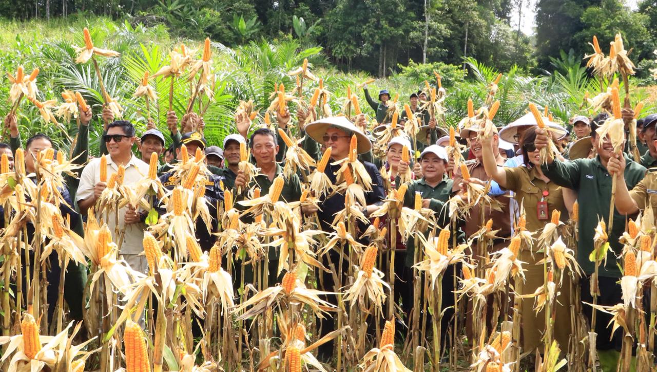 DIPA/RADAR TARAKAN PANEN: Bupati Malinau Wempi W.Mawa bersama Satgas Pesat melakukan panen jagung bersama