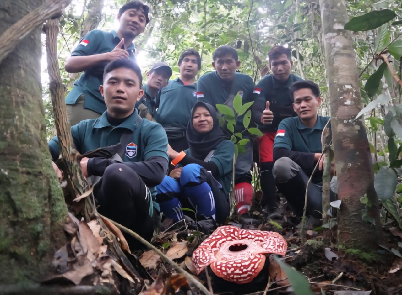 DOKUMENTASI TNKM  EKOWISATA BARU: Karena dekat dengan pemukiman masyarakat dan jadi ekowisata baru, pengawasan terhadap Bunga Rafflesia Pricei intens dilakukan