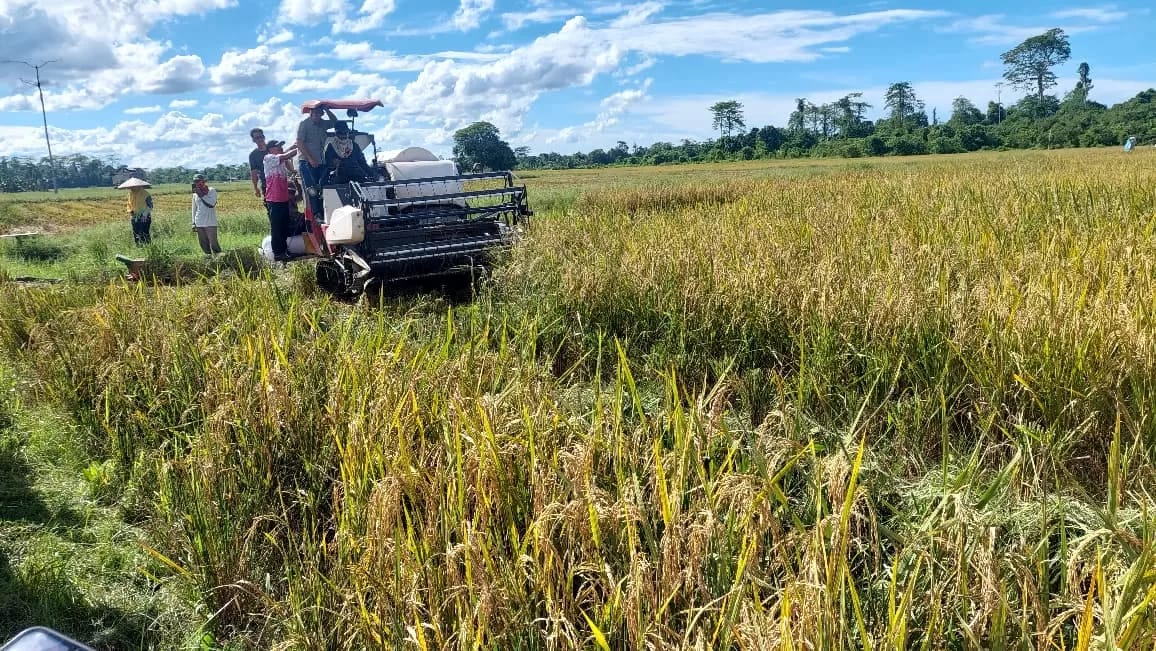 PANEN PADI : Petani di Bulungan memanen padi menggunakam alat mekanisasi