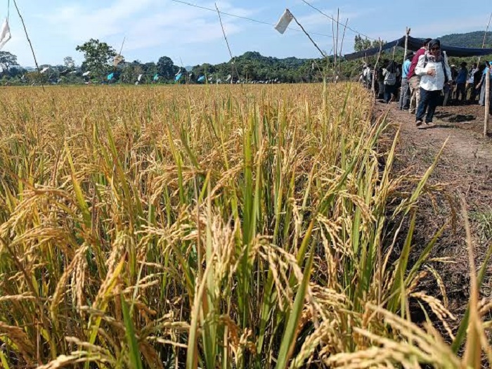PERTANIAN : Tampak kawasan pertanian di wilayah Bulungan