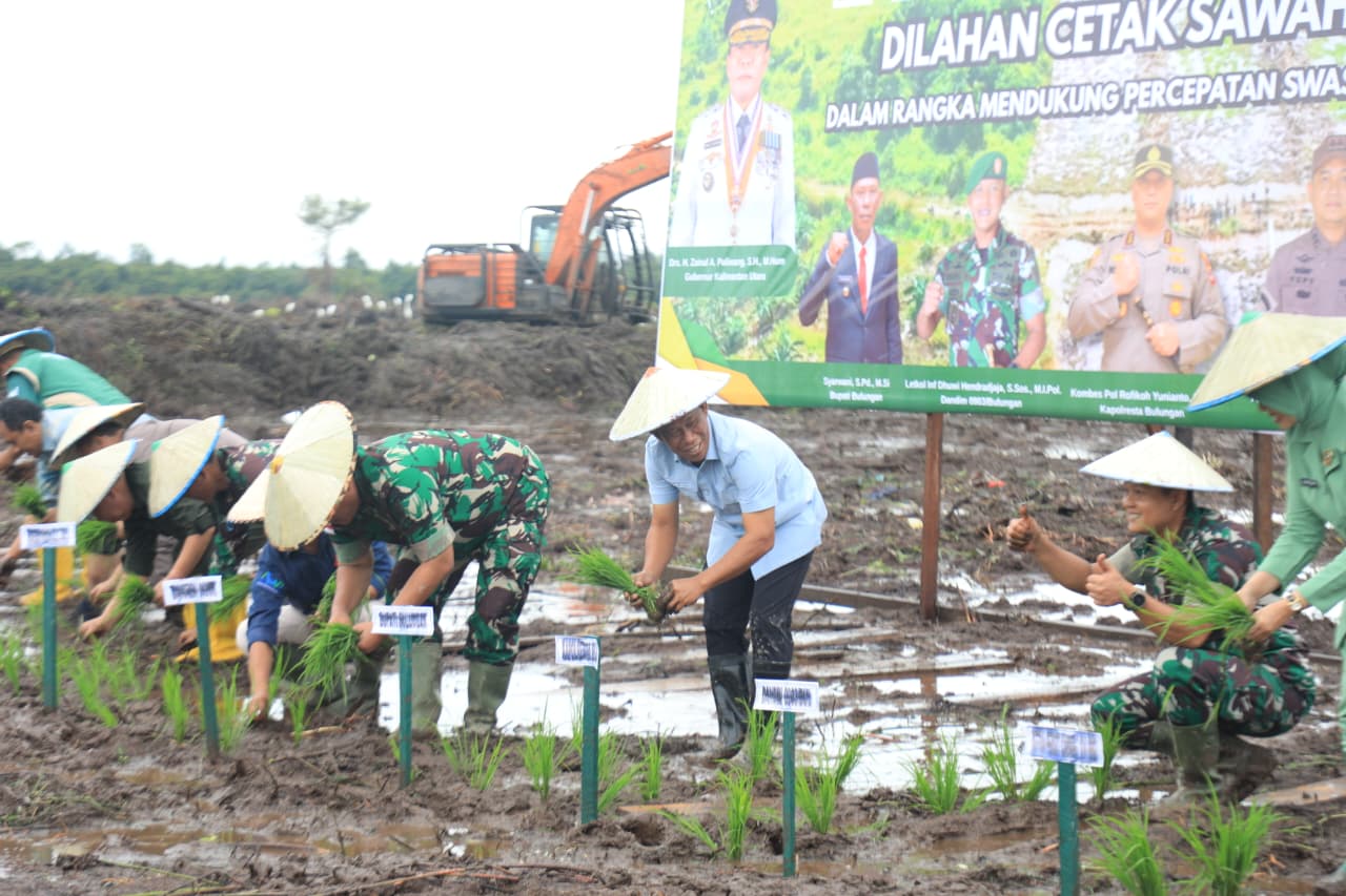 TANAM PADI : Bupati Bulungan bersama forkopimda Bulungan dan Kaltara melakukan penanaman padi