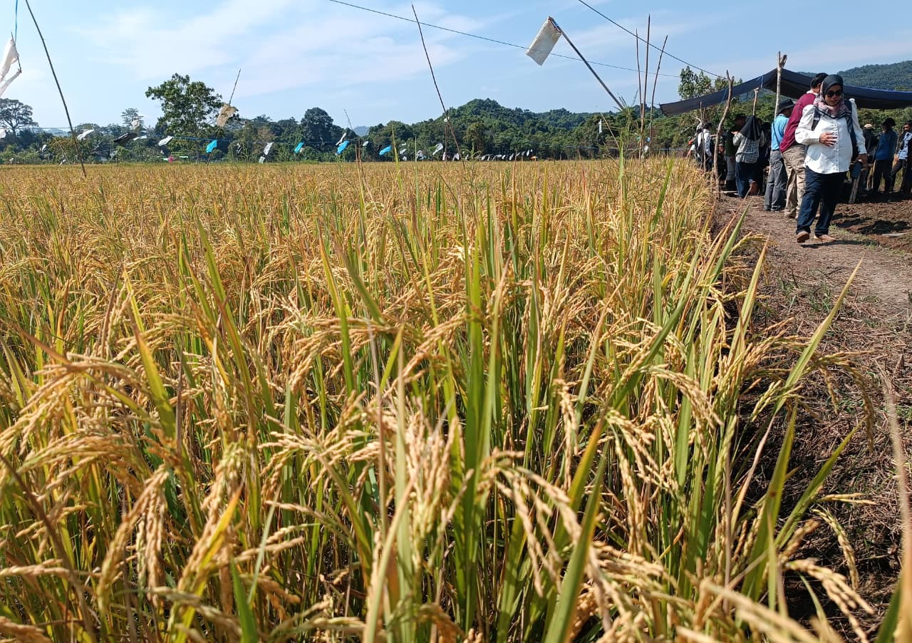 KOMITMEN: Program ketahanan pangan yang menjadi salah satu program nasional tetap menjadi prioritas di tahun 2026. FOTO: IWAN K/RADAR TARAKAN