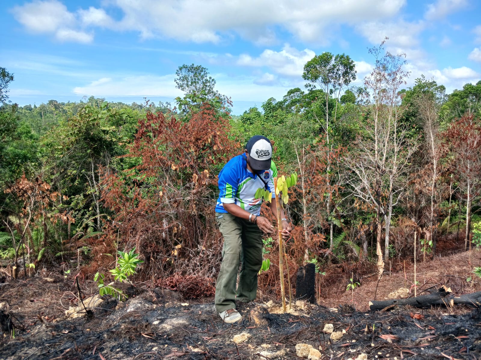 TANAM POHON: Restorasi hutan yang rusak akibat Karhutla di Tarakan.