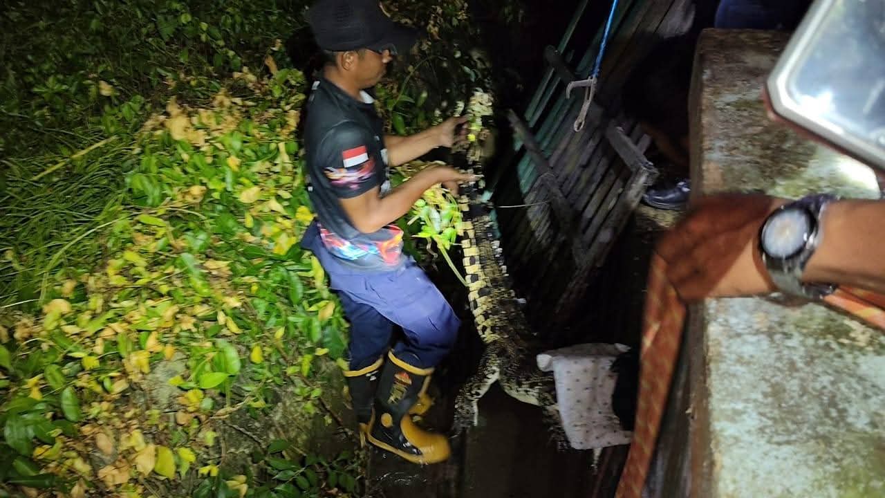 DIAMANKAN: Personel Damkar Sebatik saat mengamankan buaya berukuran dia meter.