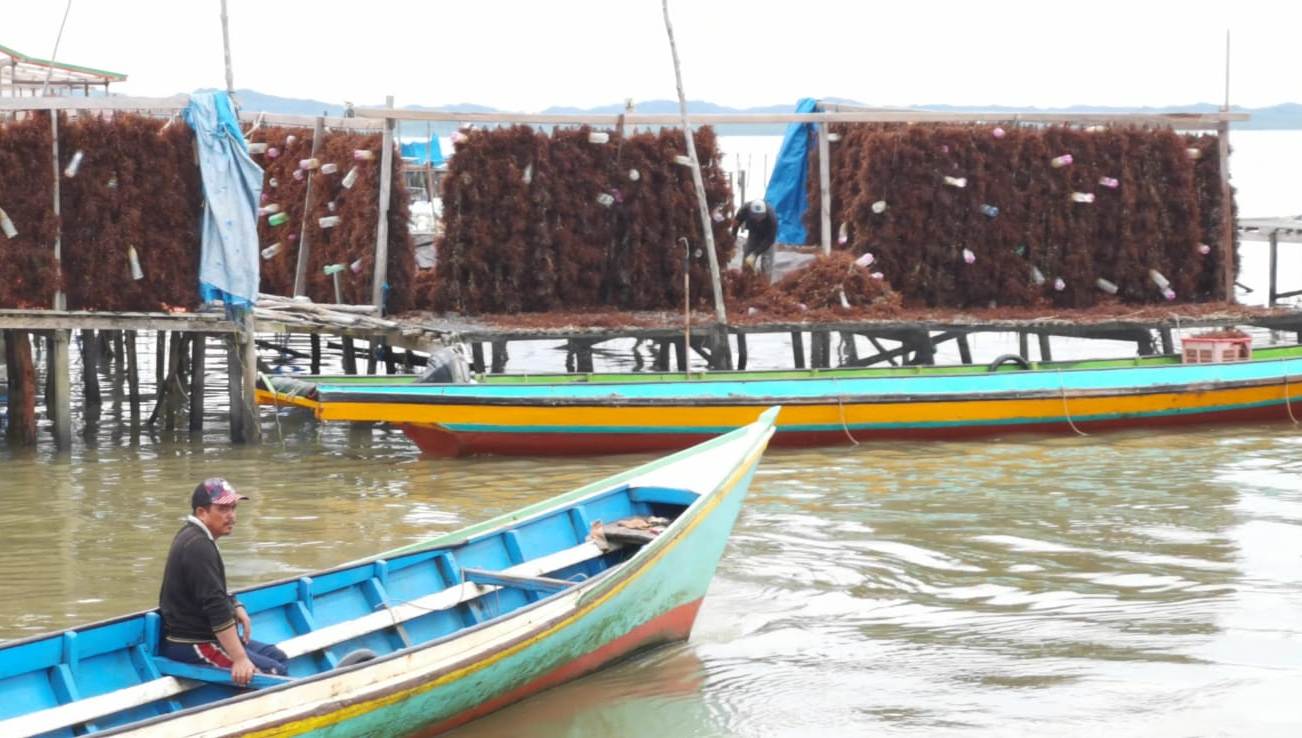 ANJLOK: Harga rumput laut yang merupakan komoditi unggulan Nunukan kembali turun di awal tahun.