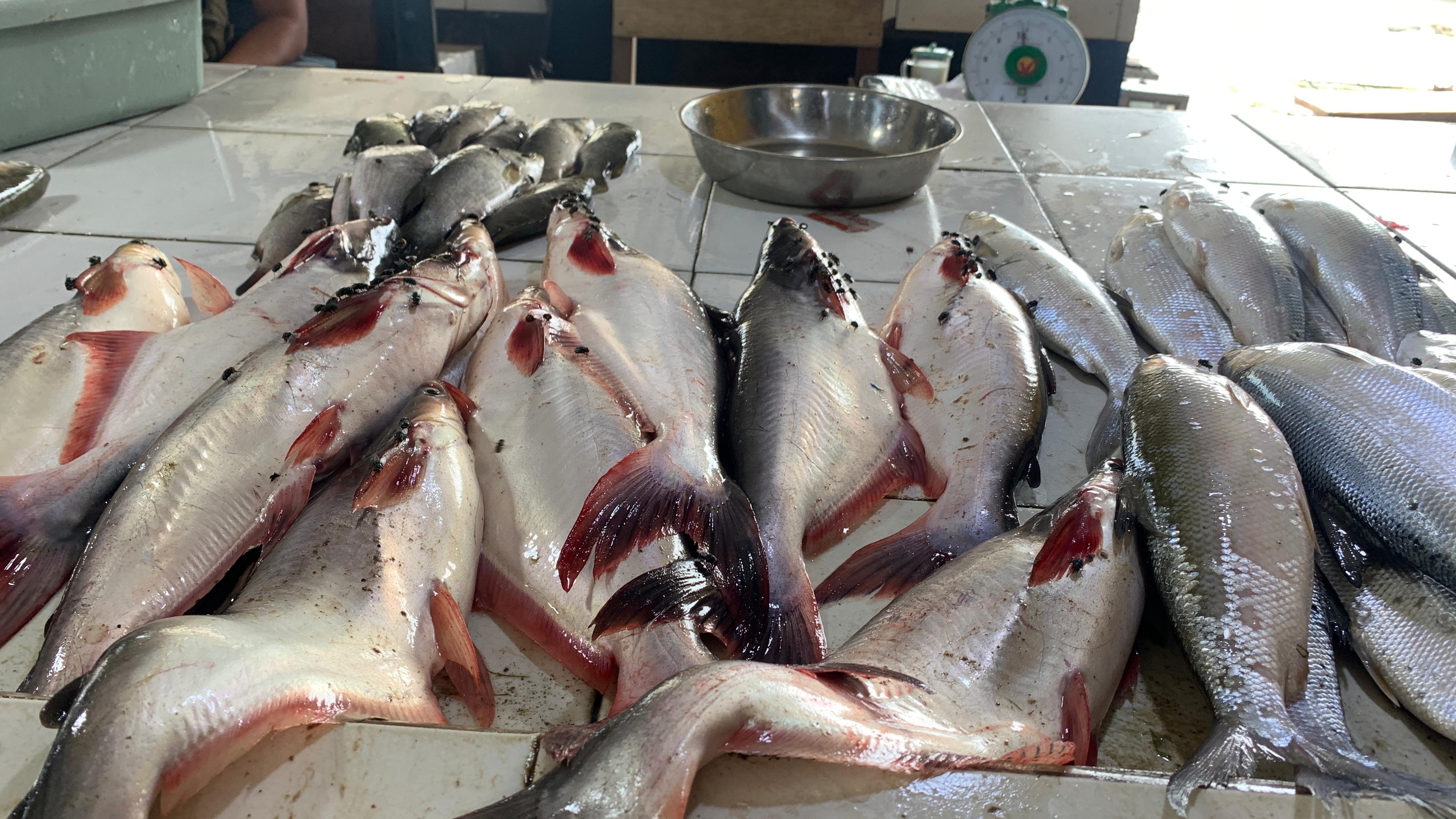 KOSONG: Berbagai jenis ikan tambak yang masih tersedia di Pasar Induk Malinau.