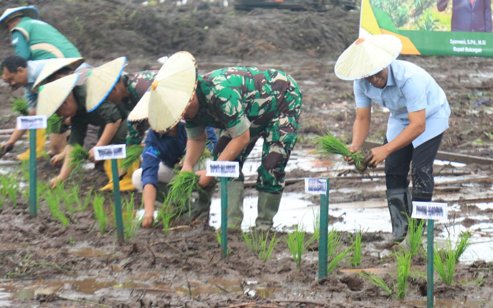 TANAM PADI: Bupati Bulungan bersama Dandim 0903/Bulungan melakukan penanaman padi di Desa Salimbatu.